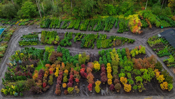 Top Plant Varieties for NJ Landscapes