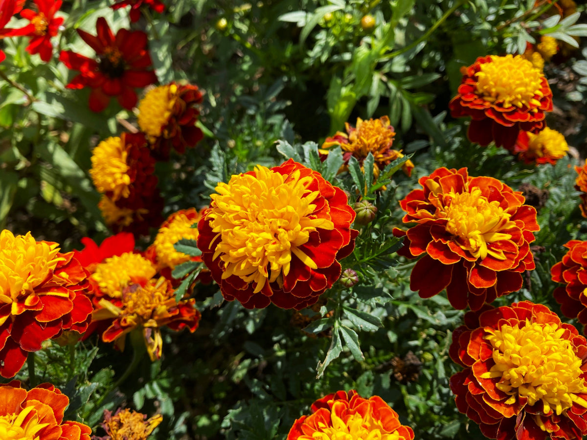 Annual Plants and Flowers: Brighten Your Garden with Seasonal Color  Plant  Detectives