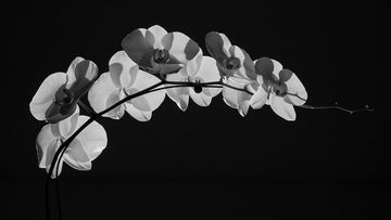 Best Indoor Flowering Plants: Vibrant Blooms For Your Home