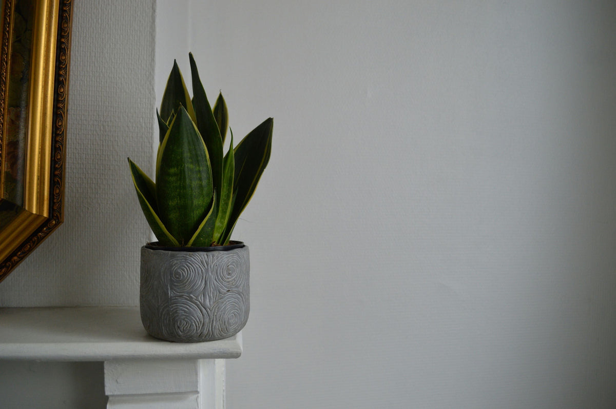 Best Indoor Plants for Oxygen: Top Picks for Cleaner Air  Plant Detectives