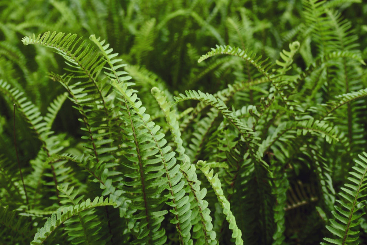 The Best Plants for Air Purification  Plant Detectives