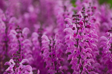 Drought Resistant Flowers Salvia