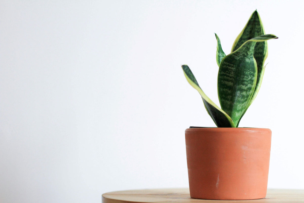 Easy Plants to Keep Alive: Perfect for Any Home  Plant Detectives