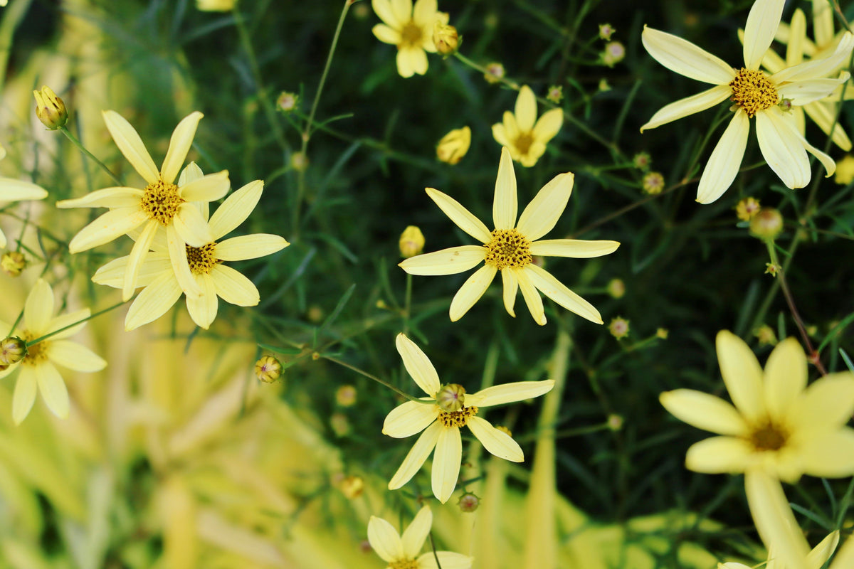 Full Sun Plants: Your Guide to Vibrant Sun-Loving Greenery  Plant  Detectives