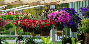 Independent Plant Nurseries Near Me