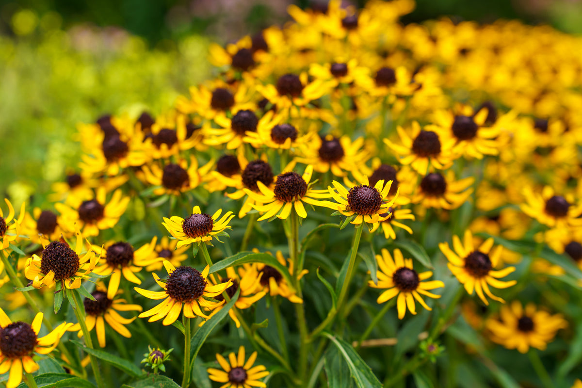 Best Plants for Low-Maintenance NJ Gardens | Plant Detectives