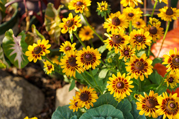 Perennial Flowers Rudbeckia
