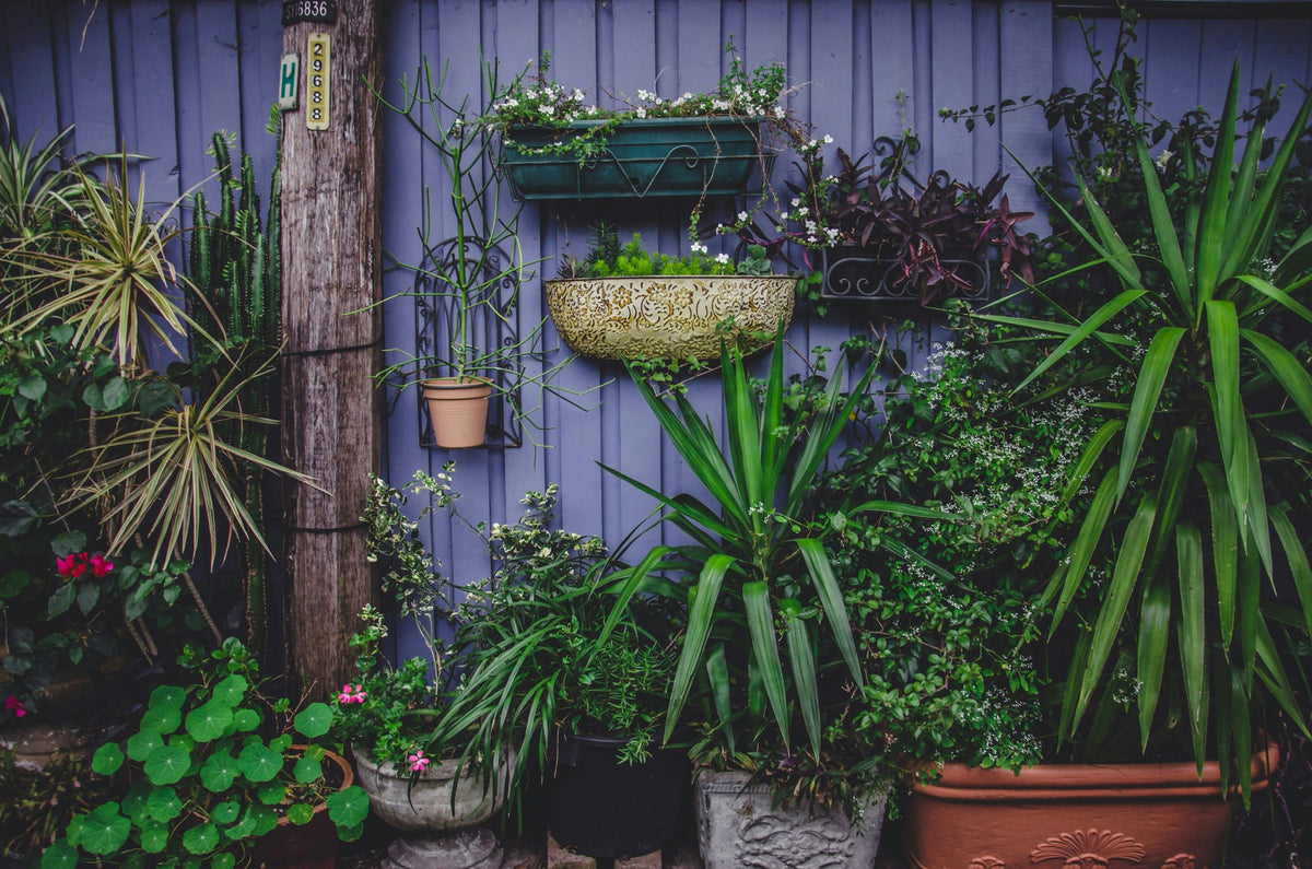 Patio Plants: Transform Your Outdoor Living Space  Plant Detectives