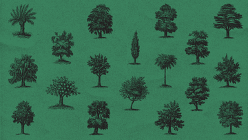 Tree Tip Tuesday: Picea abies 'Paul's Select'