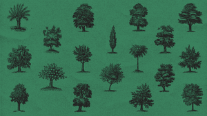 Tree Tip Tuesday: Acclimatization