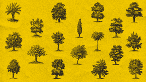 Tree Tip Tuesday: Hamamelis x Intermedia 'Arnold Promise'