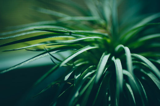 Where to Buy Houseplants Near Me  Plant Detectives