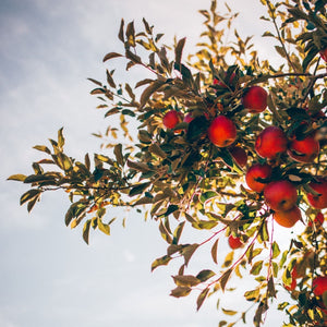 Apple Tree at Sunset