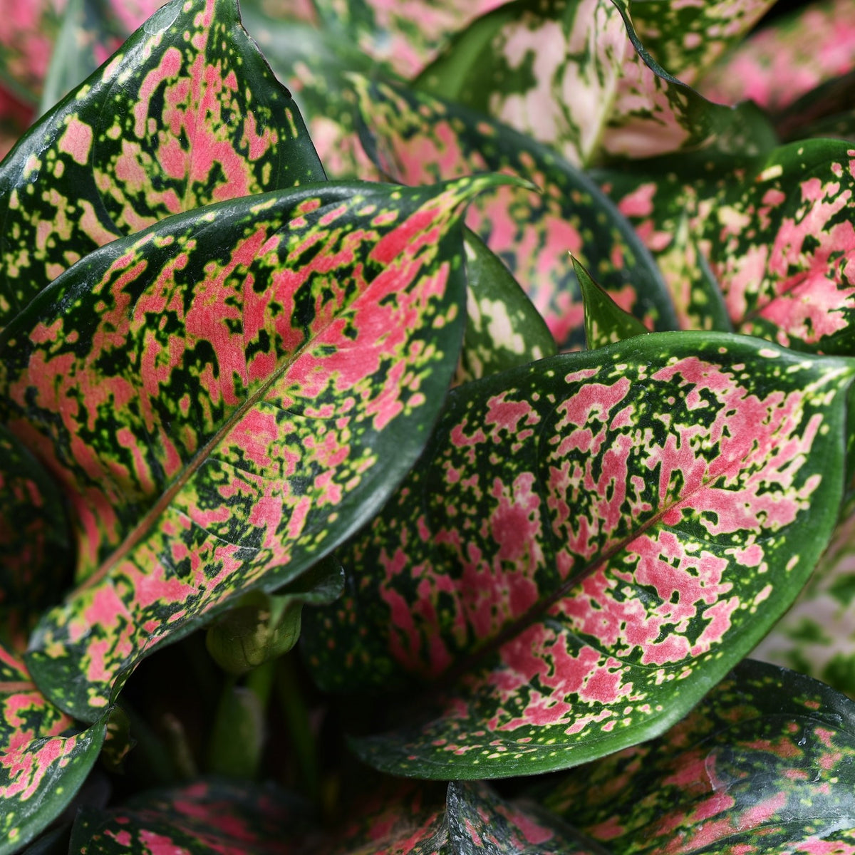 Aglaonema_Tile_1200x1200.jpg?v