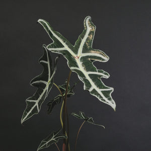 Alocasia