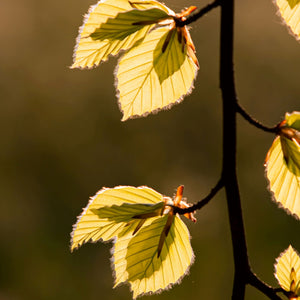 Beech Tree Leaves