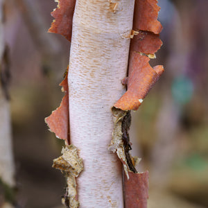 Birch Tree Trunk