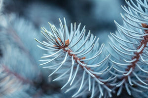 Conifers & Hollies