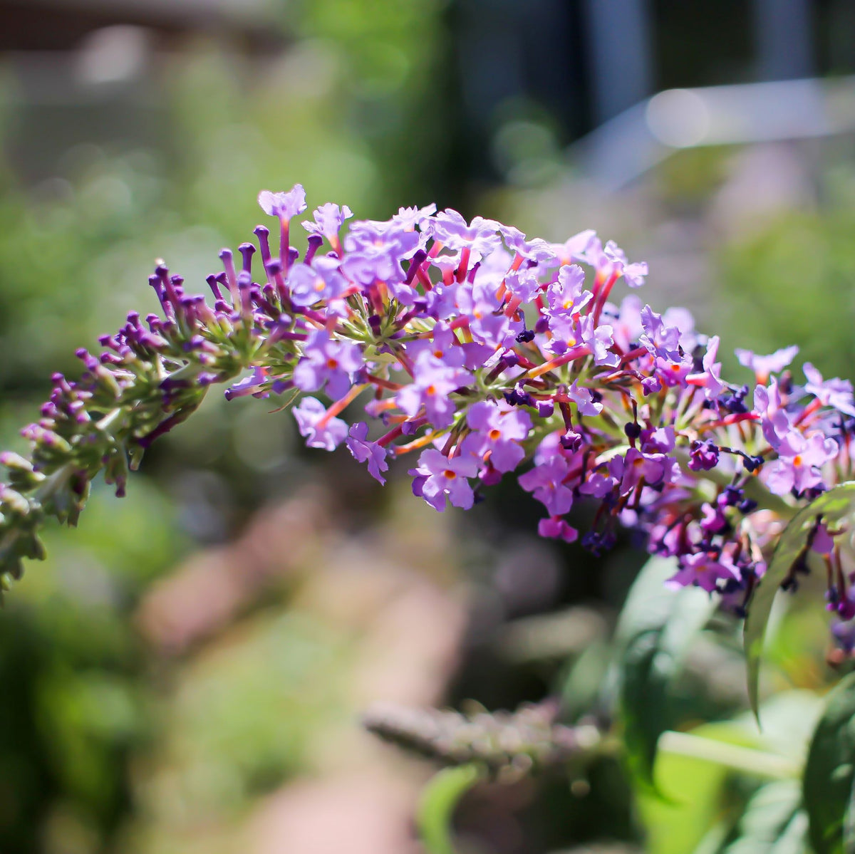 Sparkler® Purple Petite Butterfly Bush, Monrovia Plant