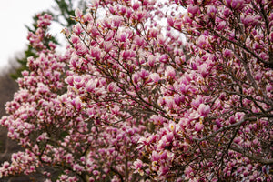 Plant Detectives Tree Collection