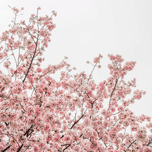 Beautiful Cherry Blossoms