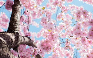 Flowering Trees