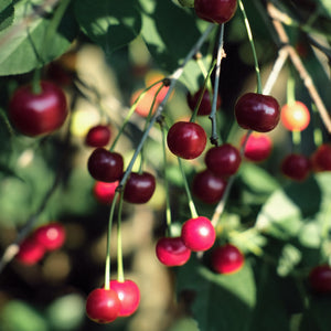 Fruiting Cherry Tree