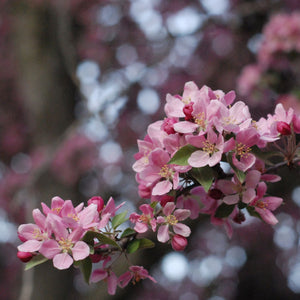 Pink Crabapple Blossoms