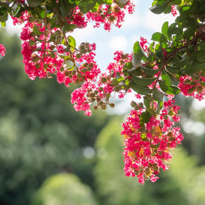 Red Crape Myrtle Blossoms