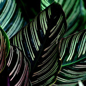 Calathea
