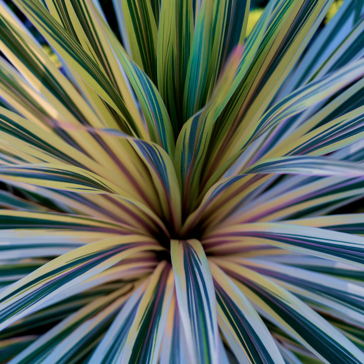 Ti Plant (Cordyline)  Plant Detectives