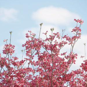 Pink Dogwood Blossoms