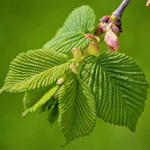 Green Elm Leaves