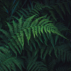 Ferns