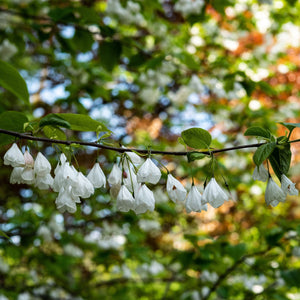 White Silverbell Blossoms