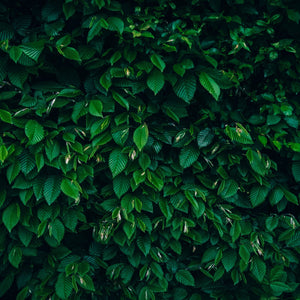 Green Hornbeam Leaves