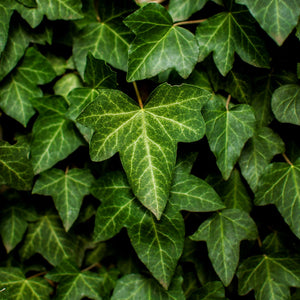 Ivy