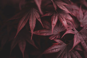 Japanese Maples
