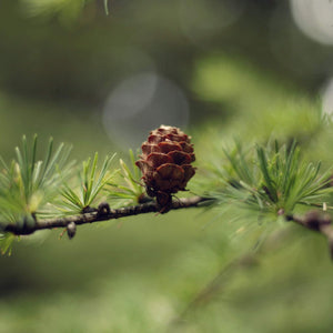 Larch