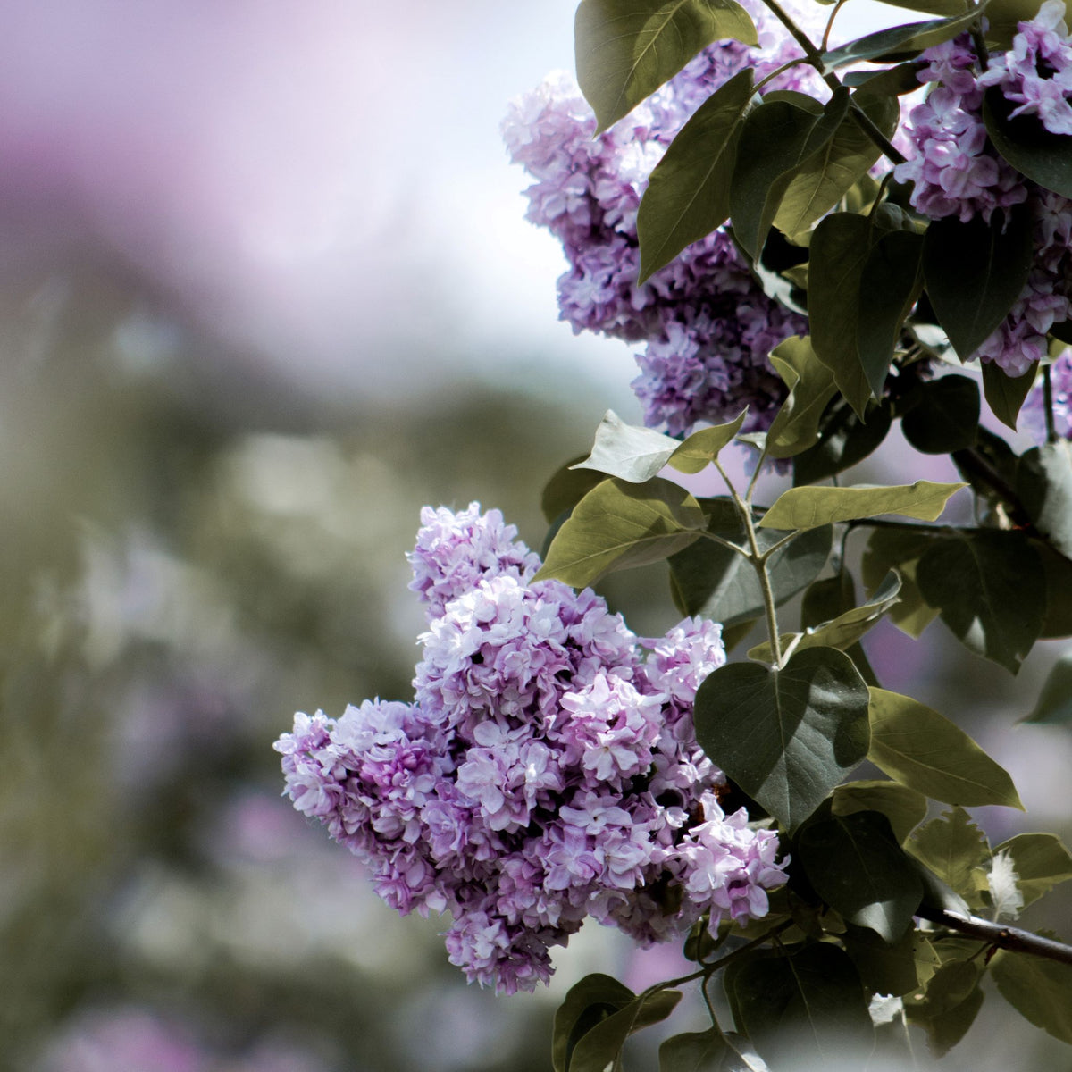 Watering Lilacs