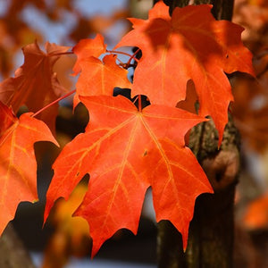 Orange Sugar Maple Leaves