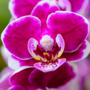 Orchid