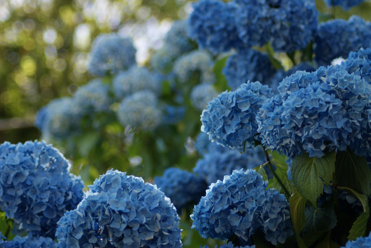 Hydrangea4937　0203 Lowe's Multicolor hydrangea House plant in 1.76 Quart(s) Pot