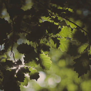 Green Oak Leaves