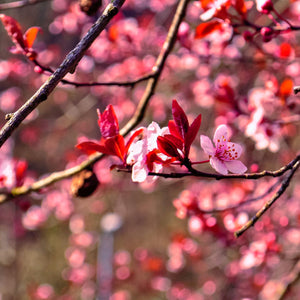 Red and Pink Tree Blossoms