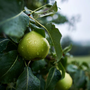 Juicy Pear on Tree