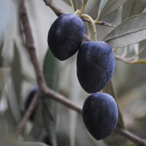 Purple Plums on Plum Tree