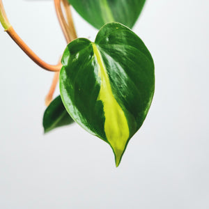 Philodendron