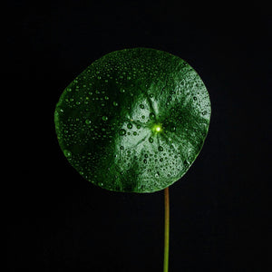 Pilea