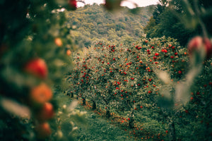 Apple Tree Orchard